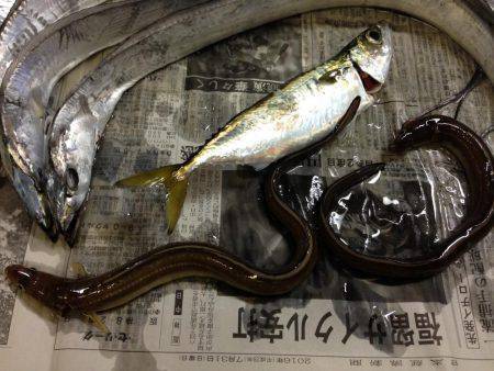 アナゴ時々ちびガッシー