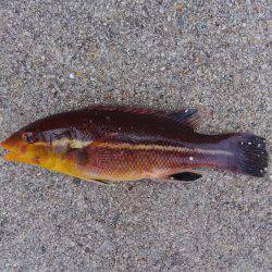 ファミリーで5目フィッシング♪