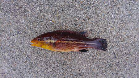 ファミリーで5目フィッシング♪