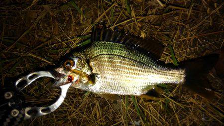 チニング調子上がってます〜！