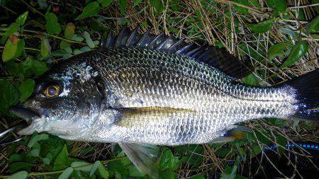 チニング好調です！！