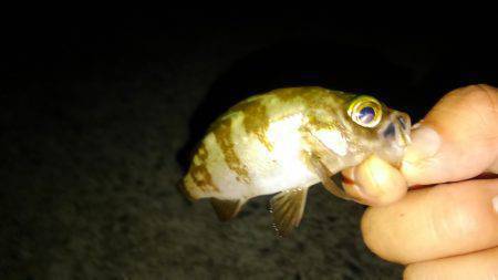 お祭り&フィッシング