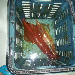 敦賀でイカメタル