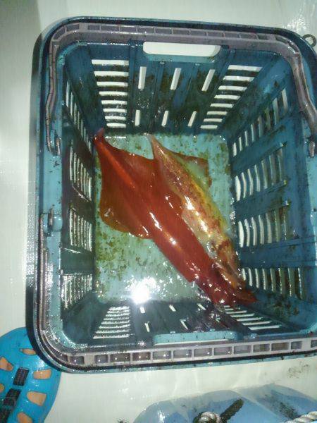 敦賀でイカメタル