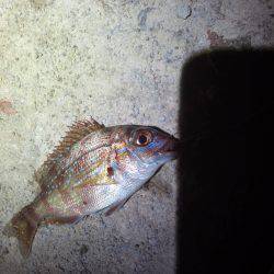 ちょい投げ（夜）