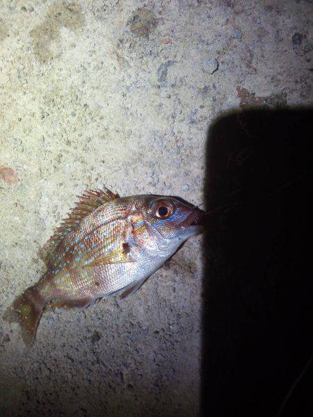 ちょい投げ（夜）