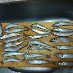 レンタルボート釣行