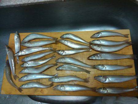 レンタルボート釣行