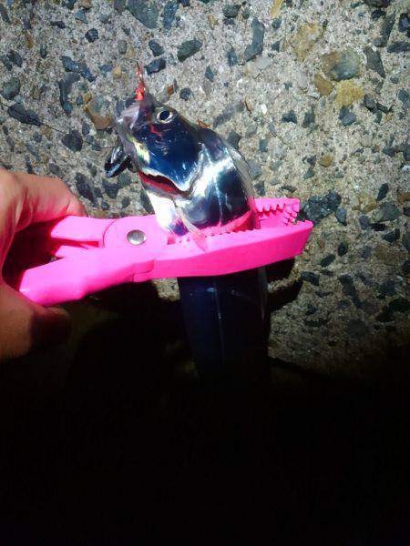 タチウオ復活か?