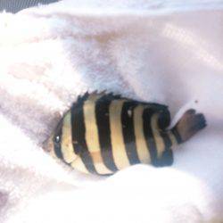 アジュール舞子でサビキ