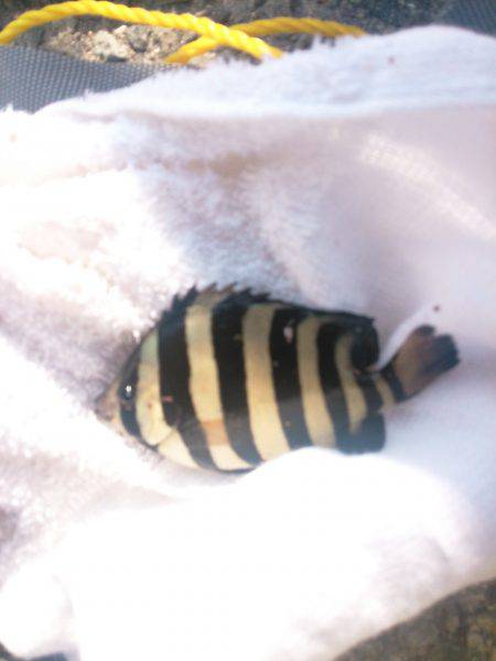 アジュール舞子でサビキ