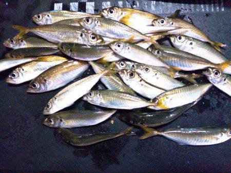 温泉裏でサビキ、のませ