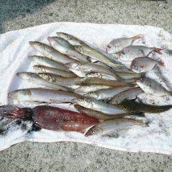 早朝から洲本港でキス狙い