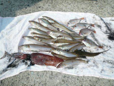 早朝から洲本港でキス狙い