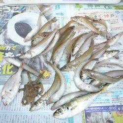 明石港へ釣行しました