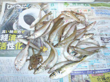 明石港へ釣行しました