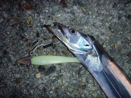 タチウオ狙いのハズが。。。