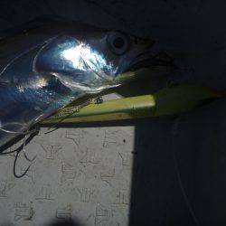 タチウオジギング