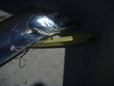 タチウオジギング