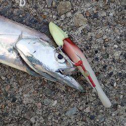 武庫一でタチウオ乱舞♪