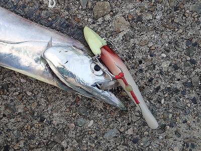 武庫一でタチウオ乱舞♪