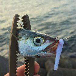 南風強・阪南アジング!