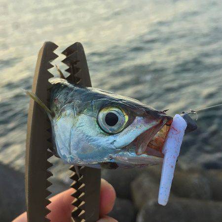 南風強・阪南アジング!