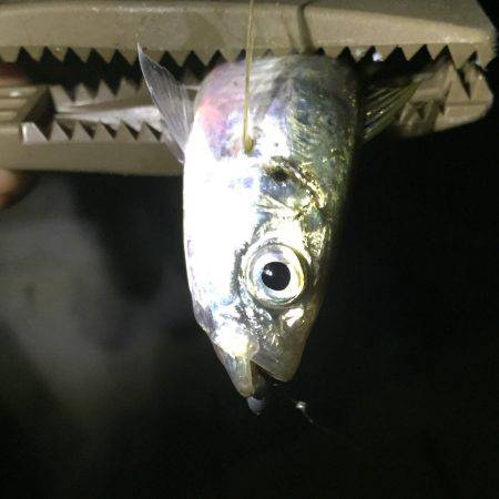 豆アジ→タチウオ