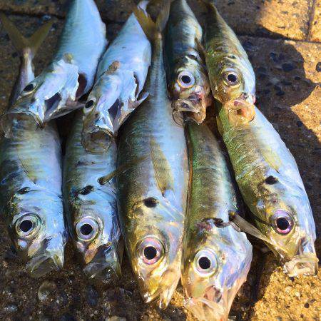 アラバマ豆アジング！