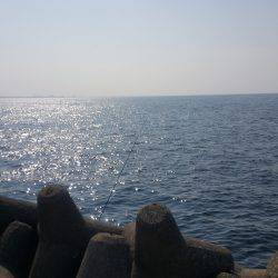 貝塚人工島タコ&サヨリ調査~~