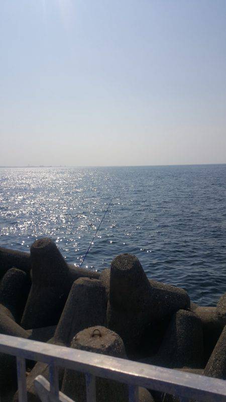 貝塚人工島タコ&サヨリ調査~~