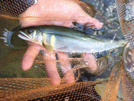 夏はアユ釣りに限る！