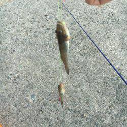 ちょい投げ激釣