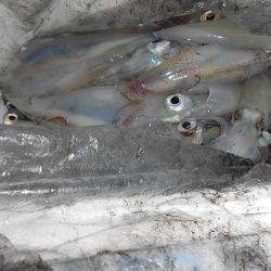 ケンサキ良い感じ( ^ω^ )