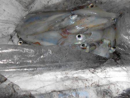 ケンサキ良い感じ( ^ω^ )