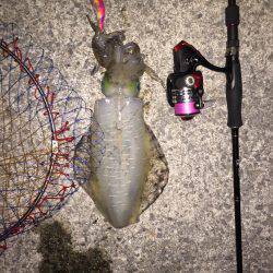 まだいた!!田ノ浦漁港エギング11回目