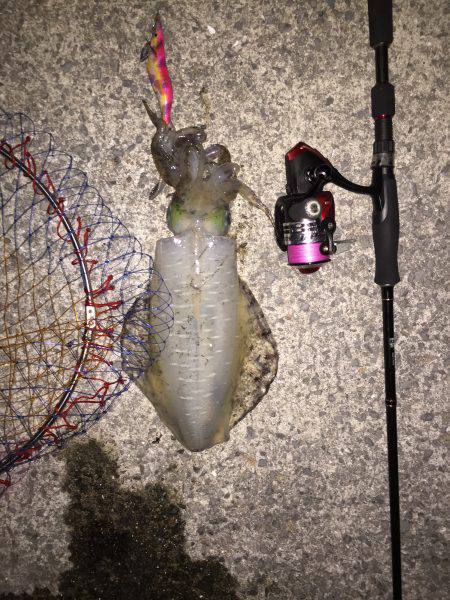 まだいた!!田ノ浦漁港エギング11回目