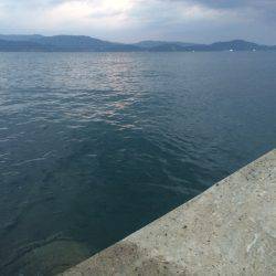 アオリまだ小さい、