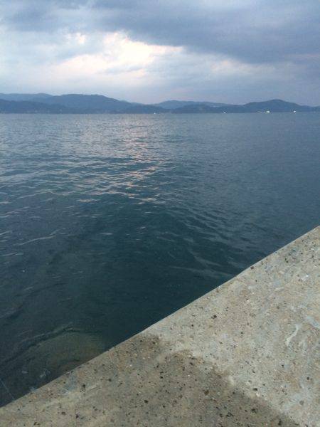 アオリまだ小さい、