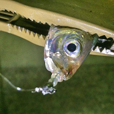 タチウオ&豆アジ！