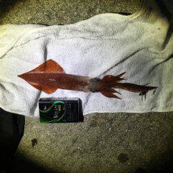 タチウオ撃沈。剣先まだいた。