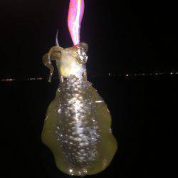 シャローエリアで