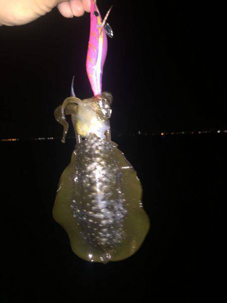 シャローエリアで