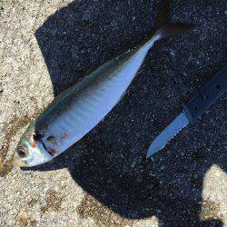 タチウオとオオアジ