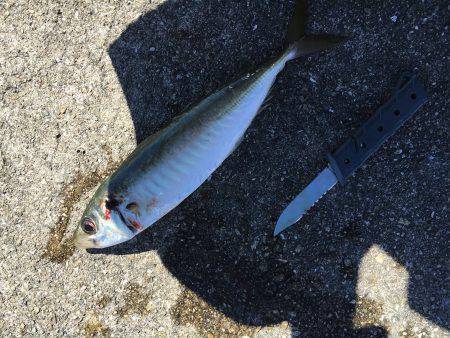 タチウオとオオアジ