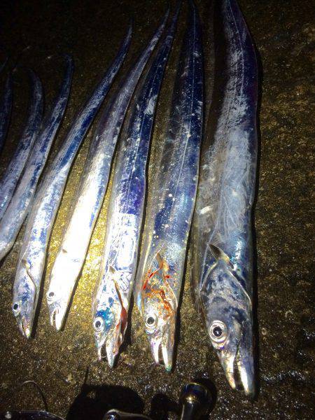 北港太刀魚‼︎