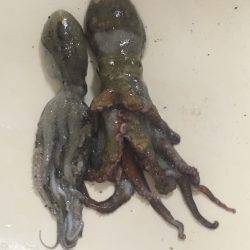 タコ釣り行ってきました。