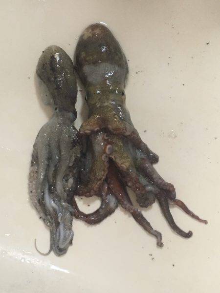 タコ釣り行ってきました。