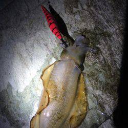 新子調査で親イカGET