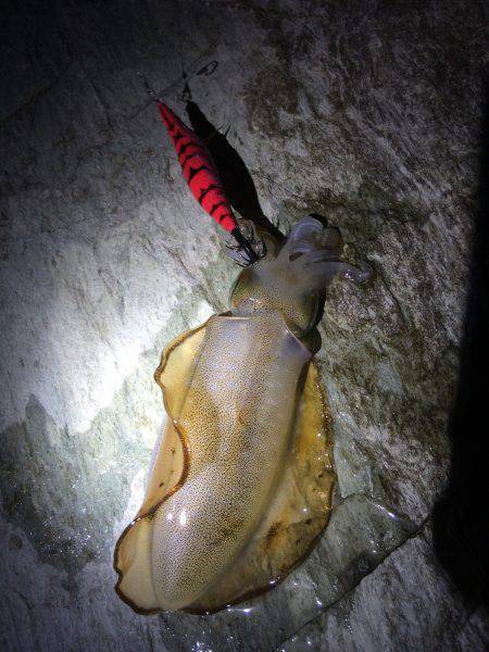 新子調査で親イカGET